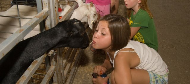 Grace Coffin, Tonganoxie, offers the stem of a lollipop to a goat Monday at the Leavenworth County Fair. Also pictured is Ali Caenen in green. They were visiting the goats along with Mary Caenen and Jesse Collier. All are Tonganoxie residents and members of Happy Helpers 4-H Club. For more fair coverage, see pages 10-13 and go online to tonganoxiemirror.com for the fair schedule.