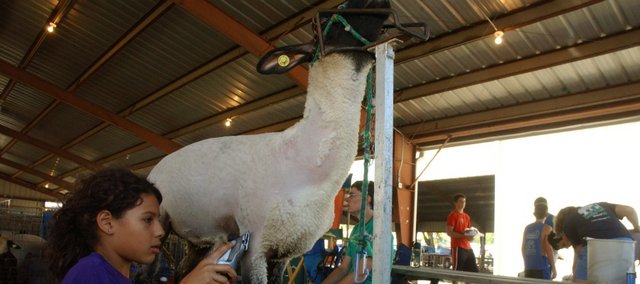 Rilee Garner, 10, of Tonganoxie pushes her Angus heifer Mollie out of the way so she can clean her stall Tuesday at the Leavenworth County Fairgrounds. It was a workday for many 4-H’ers as they tended and groomed their animals, including (top) Mollie Hoge, 11, of Bonner Springs who sheared her unhappy lamb LilyAnne for her date in the show arena. For more coverage on the fair, see pages 3 and 7
