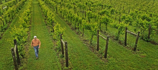 Greg Shipe, owner of Eudora’s Davenport Orchard, Vineyard and Winery, which grows nearly all its grapes on site, said a new law shrinking the percentage of Kansas grapes that Kansas wineries must use in their products could threaten the region's unique wine identity. Shipe is pictured walking his vineyard in this 2008 file photo from the Lawrence Journal-World.