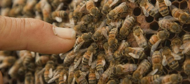 Before the 2012 Kaw Valley Farm Tour, Richard Bean points out a queen bee, which can lay up to 2,000 eggs a day, surrounded by hundreds of worker bees at his Blossom Trail Bee Ranch near Baldwin City.. Bean reports he is not experiencing Colony Collapse Disorder that is wiping out the hives of large commercial beekeepers.