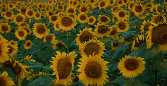 Amy Lindsay, of Shawnee, takes a self portrait at Ted Grinter's sunflower field near Tonganoxie on Saturday Aug. 24, 2013.