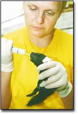 With great care, Operation Wildlife Director Diane Johnson feeds a
bottle of nourishment to a baby skunk in the organization's
headquarters in Linwood. Johnson is backed by about 125 volunteers
and several specialist veterinarians who help her with the
thousands of injured and abandoned animals the center receives each
year.
