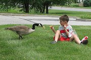Cameron Morris, 7, feeds a goose he befriended near his Lansing home. The goose provides a social bond for Cameron, who has been diagnosed with Asperger disease, which is similar to autism. In return, Cameron's family helped save a nest full of eggs laid by the goose.