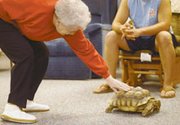 Joe Pickett holds Gabriel up so its caretaker April Crump can say
goodbye before the Picketts reclaim the tortoise. Pickett's wife,
Shannon, and 18-month-old daughter, Josie, watch.