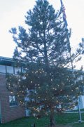 The Mayor's Christmas Tree near City Hall was lit up last night to
test lighting put up by Travis Kuster of Christmas Decor. The
official tree lighting Dec. 2 will start a yearlong celebration of
De Soto's sesquicentennial.