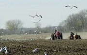 A Farmall and Case churn up the ground to the delight of hungry
gulls in the West Bottoms plow day Saturday that saw about 25
antique tractors plow 140 acres of bottom land farmed by the Bobby
and Michelle Gabriel family.