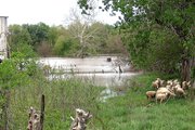 Sheep belonging to Albert Joe and Celesta Doege find a footing on high ground earlier this week. The area around the Doeges' farm, which is south of the bridges on County Road 5, were taken over by Stranger Creek floodwaters. County officials say high water is receding throughout the area.