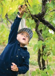 Spencer Brinkmeyer, 6, Blue Springs, Mo., gets on the tips of his toes to snip off a cluster of grapes.