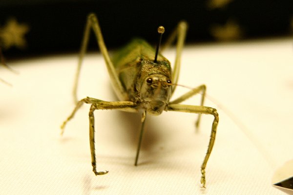 A mature grasshopper is among the insects displayed in Bryce Zimmerman's insect classification box. Zimmerman, 14, has been in entimology in 4-H for the past 3 years. "You can find insects everywhere, you just have to be looking for them," Zimmerman said.