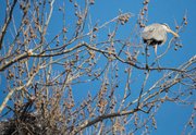 Several great blue herons are nesting in a group of giant white-barked sycamore trees off a trail in Mill Creek Streamway Park in Shawnee. A single blue heron sits on the topmost part of the tree.