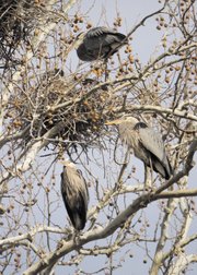 Great blue herons are nesting in a group of giant white-barked sycamore trees off a trail in the Mill Creek Streamway Park in Shawnee. The birds’ breeding season is from April to July.
