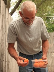 Bernie Antes sorts apricots at the Stony Ridge Farms booth at Cottin’s Hardware Farmers’ Market in Lawrence. Stony Ridge Farms, located in McClouth, produced its first crop of apricots in several years, thanks to the mild winter.