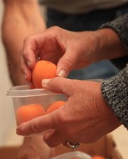 Stony Ridge Farms, located in McClouth, produced its first crop of apricots in several years, thanks to the mild winter. The farm sells its apricots at the Cottin’s Hardware Farmers’ Market in Lawrence.