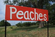 David Vertacnik is one of several northeast Kansas fruit growers with a bumper crop of peaches this summer.