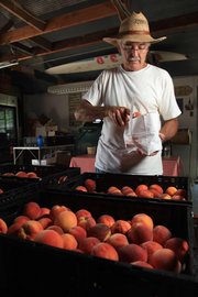 David Vertacnik is one of several northeast Kansas fruit growers with a bumper crop of peaches this summer.