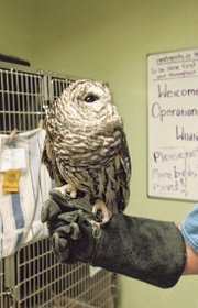 Josie, a barred owl missing a left eye, has been with OWL as an animal used in educational programming since 1994.