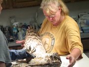 Diane Johnson looks at the wings of a great horned owl Monday at Operation WildLife.