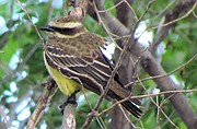 This undated photo shows a piratic flycatcher. The piratic flycatcher, a migratory bird that nests as far away as Argentina, has been seen as far north as New Mexico, Texas and Florida. But it never had been reported in Kansas until earlier this month, said Mike Rader, wildlife education coordinator for the Kansas Department of Wildlife, Parks and Tourism.