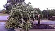 Shawnee Dispatch reader Brian Bolen submitted this photo of tree damage in the Grace Christian Fellowship Church parking lot near 72nd Street and Quivira Road.