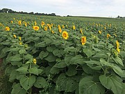 Sunflowers are starting to pop in the Grinter Farms 40-acre sunflower field. Huge crowds are expected to visit the fields this weekend.