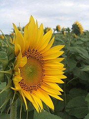 Some sunflowers are coming along well at Grinter Farms, such as this one blooming in the family's 40-acre sunflower field between Tonganoxie and Lawrence.