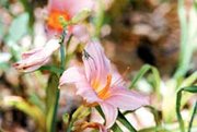 The flower gardens of John and Sharon Zoellner attract a wide
variety of creatures, including squirrels, deer, butterflies and,
yes, even slow-moving little green insects.