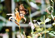 A butterfly stops to sip nectar from a daylily in the garden at the
rural home of John and Sharon Zoellner.
