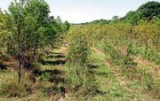 Trees in various stages of growth are cultivated on 23.5 acres of
Richard Rodewald's farm outside Eudora.