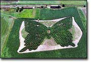 "Butterfly Wishes," the corn maze designed by local artist Stan
Herd, is located at the Pendleton Farm, just west of Eudora.