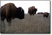 These buffalo will be cared for during the winter, according to an
agreement that their owners have signed and provided to the
Leavenworth County attorney's office. The animals roam on Stranger
Creek Ranch, which is two miles east of Tonganoxie.