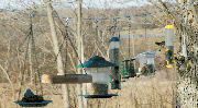 Birds flitter to various feeders that hang on a wire in front of
Dorothy Tolman's home in rural Tonganoxie. This is the first year
Tolman has hung her feeders together. She said the numerous feeders
seemed to be popular with the birds in her neighborhood.