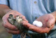 Mike Oelschlaeger holds two young northern bobwhite quail in his
right hand and two quail eggs in his left hand. Oelschlaeger, a
farmer in southern Leavenworth County who also has a job in the
city, raises quail to supplement his family's income.