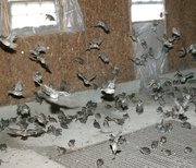 Northern bobwhite quail try their young wings as people enter their
flight room. The birds remain in this room until they're ready to
be sold.
