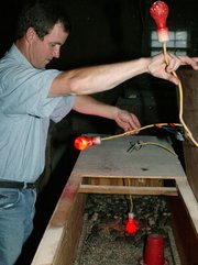 Mike Oelschlaeger checks on his young birds. Light bulbs are
painted red so that the birds will be less apt to peck on one
another.