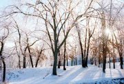 Sparkling in the morning sun, ice-coated branches on County Road 25
turned the landscape into a winter wonderland.