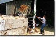 It was business as usual Friday morning as Nathan Madden, a member
of Leavenworth Leaders 4-H Club, cleaned out the stall where his
champion bucket calf stayed in the cattle barn during the
Leavenworth County Fair.