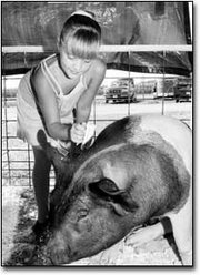 Man and beast alike felt the discomfort from the intense heat and
high humidity during the Leavenworth County Fair. Holly Skaggs, 8,
a member of the Bell 4-H Club, spent a lot of time brushing her
cross gilt market hog with cool water, trying to keep the hog cool.