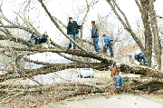 Sunday morning's severe storm toppled this American elm tree in
Linwood. Pictured climbing the tree for the last time are, from
left, Ervin Marshall, Donald Hilt, Brad Hilt, Ryan Whitmill, Dakota
Fletcher, Cole Paulsen and Jessie Paulsen. Just after the teenaged
boys climbed down from the tree, rescue workers arrived and cut the
tree in pieces, clearing the road.